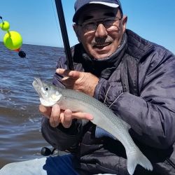 La entrada de agua por canales, ríos y arroyos obliga a navegar más distante de la costa, pero los resultados con el flecha de plata son óptimos. 