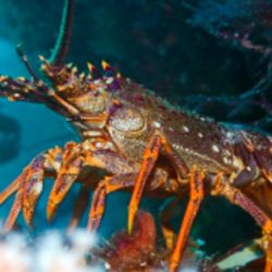 Representación de las extrañas criaturas halladas.