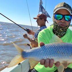 En tan solo 4 horas de pesca, obtuvimos varios ejemplares de bogas medianas lo que significa que estamos en presencia de una muy buena temporada de esta especie. 