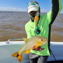 En tan solo 4 horas de pesca, obtuvimos varios ejemplares de bogas medianas lo que significa que estamos en presencia de una muy buena temporada de esta especie. 