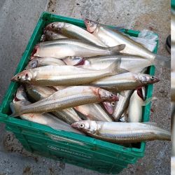 Es clave usar boyas chicas a medianas, con colores claros con mejor funcionamiento. Aparejos livianos y sutiles, con un peje que come más firme pero sigue estando algo mañoso. Los piques se dan tanto cerca de la lancha como lejos, sin dudas, una laguna muy poblada.