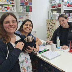 Por qué los Vetes sugerimos a nuestros clientes la utilización de antiparasitarios | Foto:CONTENT NOTICIAS