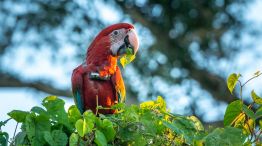 Guacamayos en el Iberá
