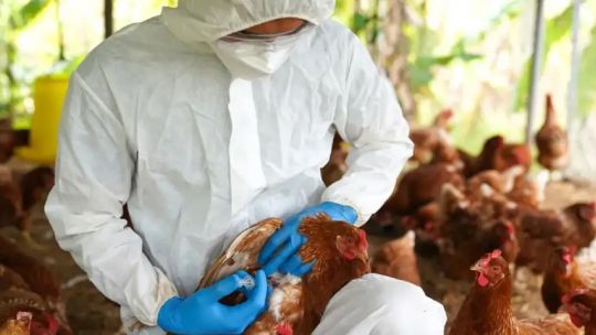 “Esperamos mantenernos libres de influenza aviar y abrir rápidamente mercados como China y Chile”