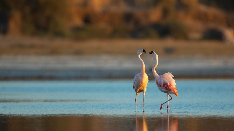AVISTAJE DE AVES. Este sábado 11 de octubre habrá actividades a partir de las 7 en Miramar de Ansenuza.