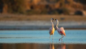 Ansenuza avistaje de aves
