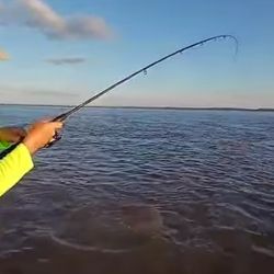 La boga está con nosotros y es un plan ideal para pescarla en los próximos meses. Junto a bagres de mar, dorados, corvinas y pejerreyes, hay múltiples especies para disfrutar del río más ancho del mundo. 