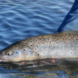 Los aficionados que ingresan a través del sitio cazaypesca.neuquen.gob.ar, ya pueden ver una cuenta regresiva que marca el inicio de la temporada