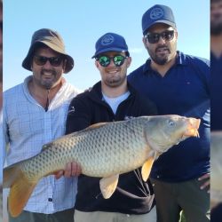 La carpa ya se volvió una atracción para los balcarceños desde hace un tiempo. La especie es la favorita para miles de niños y adultos y la encuentran en cualquier arroyo de la región.