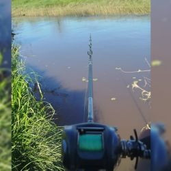 La carpa ya se volvió una atracción para los balcarceños desde hace un tiempo. La especie es la favorita para miles de niños y adultos y la encuentran en cualquier arroyo de la región.