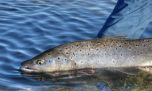Novedades de cara a la incipiente temporada de pesca en el sur