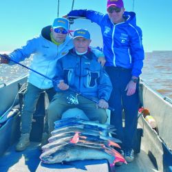 Los bagres de mar de la zona sur del Río de la Plata acusan entre 2,5 y 5 kg de peso. Se los puede pescar hasta fines de octubre, época en que la especie regresa al mar