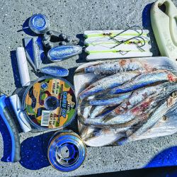 Los bagres de mar de la zona sur del Río de la Plata acusan entre 2,5 y 5 kg de peso. Se los puede pescar hasta fines de octubre, época en que la especie regresa al mar