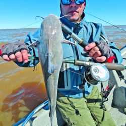 Los bagres de mar de la zona sur del Río de la Plata acusan entre 2,5 y 5 kg de peso. Se los puede pescar hasta fines de octubre, época en que la especie regresa al mar