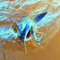 Los bagres de mar de la zona sur del Río de la Plata acusan entre 2,5 y 5 kg de peso. Se los puede pescar hasta fines de octubre, época en que la especie regresa al mar