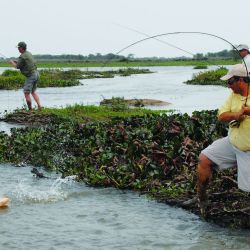Tigres de los ríos de una forma no tan habitual: vadeando. Estrategias, lugares y claves para tener éxito con esta deportiva especie cazadora.  