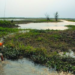 Tigres de los ríos de una forma no tan habitual: vadeando. Estrategias, lugares y claves para tener éxito con esta deportiva especie cazadora.  