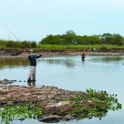 Tigres de los ríos de una forma no tan habitual: vadeando. Estrategias, lugares y claves para tener éxito con esta deportiva especie cazadora.  
