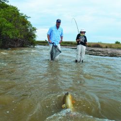 Tigres de los ríos de una forma no tan habitual: vadeando. Estrategias, lugares y claves para tener éxito con esta deportiva especie cazadora.  