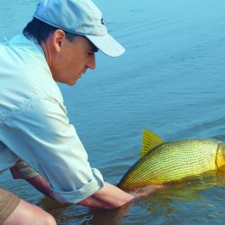 Tigres de los ríos de una forma no tan habitual: vadeando. Estrategias, lugares y claves para tener éxito con esta deportiva especie cazadora.  