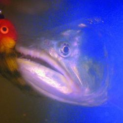 Tigres de los ríos de una forma no tan habitual: vadeando. Estrategias, lugares y claves para tener éxito con esta deportiva especie cazadora.  