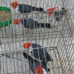 Los 9 cardenales copete rojo rescatados ya se encuentran en un centro de rehabilitación en San Luis.