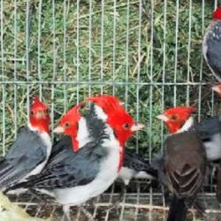 Los nueve cardenales copete rojo fueron rescatados en San Juan.