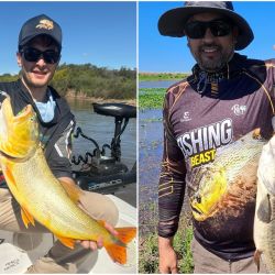 Sorprende la calidad de los dorados para lo que es la zona, con capturas que rondaron los 7 kilos y los 75 cm, verdaderos lingotes dorados que despiertan la atracción de los aficionados. 