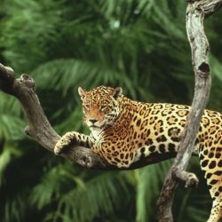 Detrás de cada árbol que se vuelve a incorporar, reconstruyen los corredores de biodiversidad que permitan que el yaguareté, pueda moverse, cazar, reproducirse y así, conservar y recuperar su población.