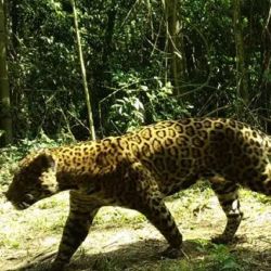 El yaguareté se encuentra en peligro de extinción en la Argentina.
