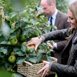 La Princesa Catalina de Gales, de Gran Bretaña, recoge manzanas en el huerto de Long Meadow durante una visita a Long Meadow Cider en Craigavon, Irlanda del Norte, el 14 de octubre de 2025. El Príncipe y la Princesa de Gales visitan organizaciones que ofrecen oportunidades creativas y emprendedoras a jóvenes en zonas rurales de Irlanda del Norte.  | Foto:afp