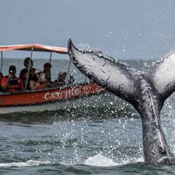Turistas toman fotos de una ballena jorobada (Megaptera novaeangliae) durante su despedida en el marco del Festival Folclórico de Marimba y Playa, en el océano Pacífico, cerca de Juanchaco, departamento del Valle del Cauca, Colombia, el 12 de octubre de 2025. Desde 2014, el Festival Folclórico de Marimba y Playa, creado para salvaguardar y celebrar las tradiciones afrocolombianas del Pacífico Sur y para marcar el final de la temporada de avistamiento de ballenas, se ha consolidado como el principal evento cultural y turístico de Juanchaco y Bahía Málaga. | Foto:afp