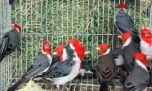 Rescatan aves del tráfico ilegal y las trasladan a un centro de recuperación en San Luis