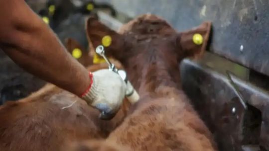 Tendencia negativa contra la fiebre aftosa: “Desde 2023 a la fecha, hemos vacunado 3.3 millones de cabezas menos”