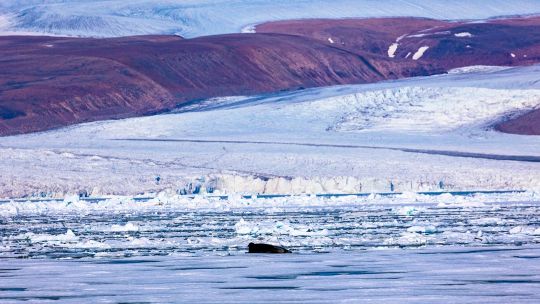 Un equipo de científicos de la Universidad de Stanford descubrió vida en el hielo ártico a 15 grados bajo cero