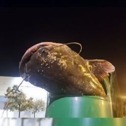 Según señalan, la guerra se inició al siluro por tratarse de un peligroso y voraz depredador de cualquier forma de vida de los ríos y pantanos españoles.