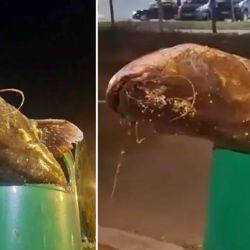 Según señalan, la guerra se inició al siluro por tratarse de un peligroso y voraz depredador de cualquier forma de vida de los ríos y pantanos españoles.