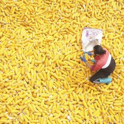 Vista aérea tomada con un dron de una agricultora acomodando maíz recién cosechado, en la aldea de Lugezhuang, en la ciudad de Tangshan, en la provincia de Hebei, en el norte de China. | Foto:Xinhua/Zhu Dayong