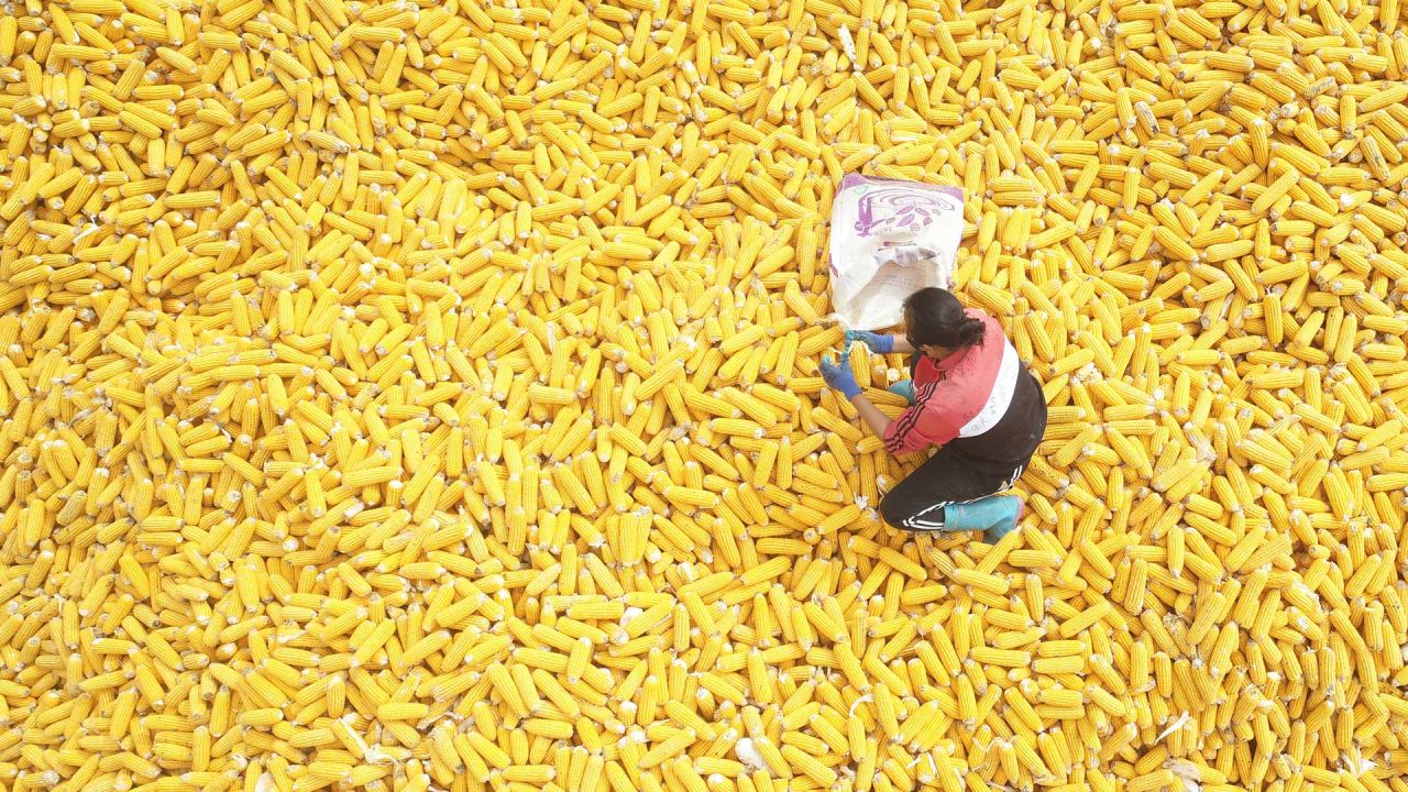 Vista aérea tomada con un dron de una agricultora acomodando maíz recién cosechado, en la aldea de Lugezhuang, en la ciudad de Tangshan, en la provincia de Hebei, en el norte de China. | Foto:Xinhua/Zhu Dayong