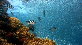 Los arrecifes podrían desaparecer