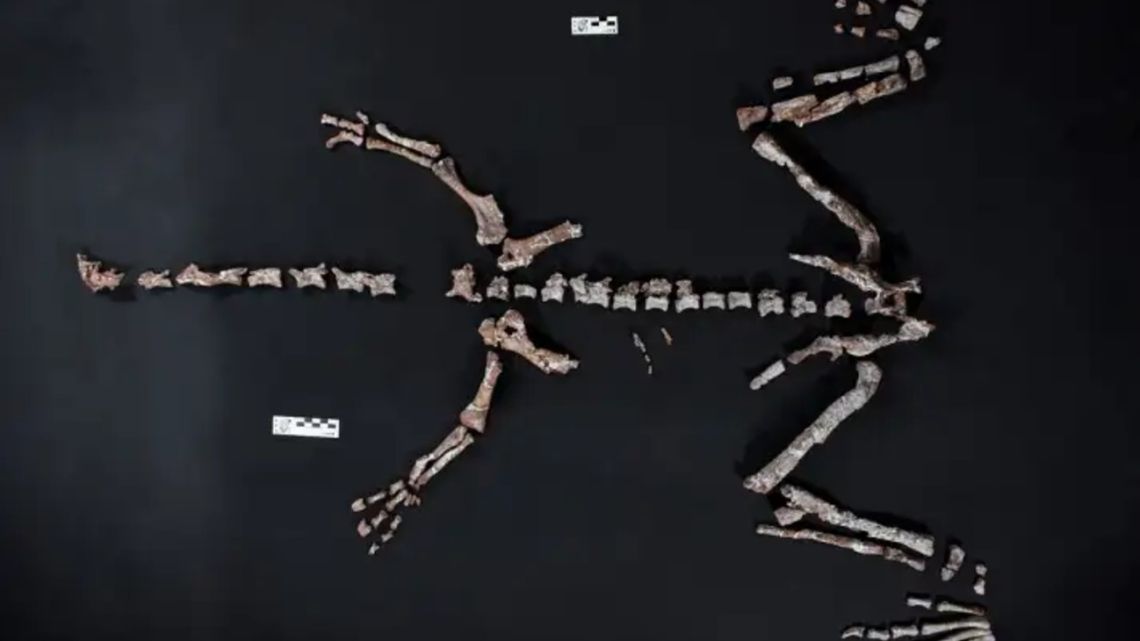 A paleontological team led by the institute found the almost complete skeleton of the small long-necked reptile, named Huayracursor Jaguensis.