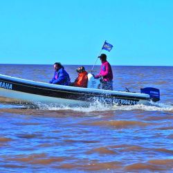 Las primeras corvinas que ingresan del mar al Río de la Plata se ubican a unos 30 km de la costa, lugar donde encuentran su alimento. 
