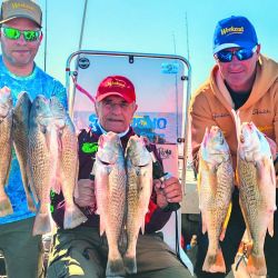 Las primeras corvinas que ingresan del mar al Río de la Plata se ubican a unos 30 km de la costa, lugar donde encuentran su alimento. 