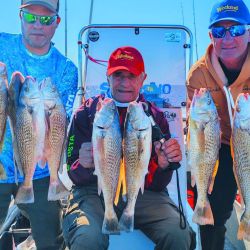 Las primeras corvinas que ingresan del mar al Río de la Plata se ubican a unos 30 km de la costa, lugar donde encuentran su alimento. 