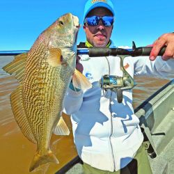 Las primeras corvinas que ingresan del mar al Río de la Plata se ubican a unos 30 km de la costa, lugar donde encuentran su alimento. 