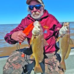 Las primeras corvinas que ingresan del mar al Río de la Plata se ubican a unos 30 km de la costa, lugar donde encuentran su alimento. 