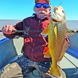 Las primeras corvinas que ingresan del mar al Río de la Plata se ubican a unos 30 km de la costa, lugar donde encuentran su alimento. 