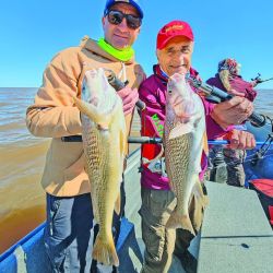 Las primeras corvinas que ingresan del mar al Río de la Plata se ubican a unos 30 km de la costa, lugar donde encuentran su alimento. 