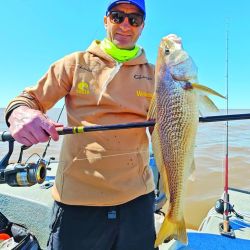 Las primeras corvinas que ingresan del mar al Río de la Plata se ubican a unos 30 km de la costa, lugar donde encuentran su alimento. 