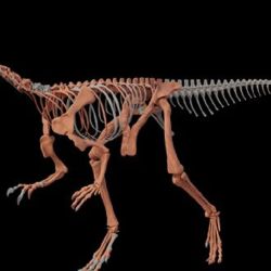 Los restos fósiles estaban en perfecto estado de conservación.